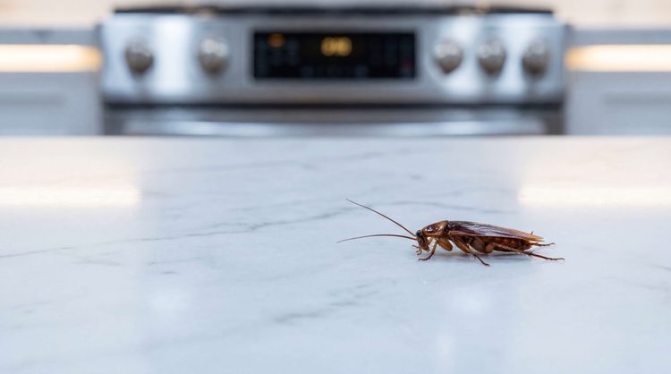 Cockroach on kitchen counter near stove - signs of infestation