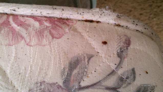Bedbug Infested Matress