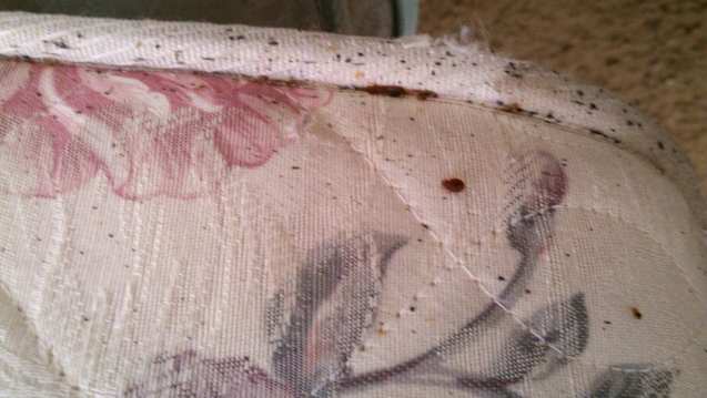 bed bug evidence on mattress pictures