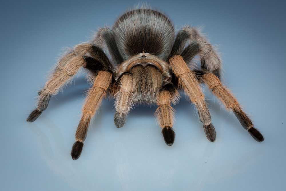 Close-up of an Arizona Tarantula.