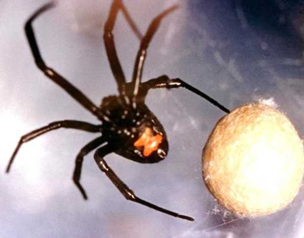 Black Widow vs. Brown Recluse: Which Deadly Spider Would Win in a Fight? -  AZ Animals