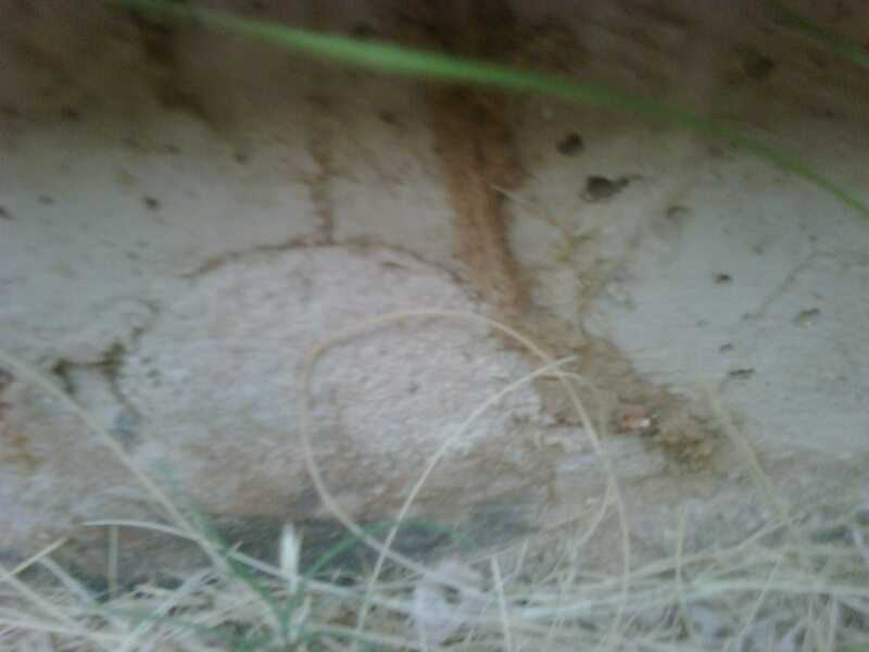 Subterranean termite tube on foundation wall.