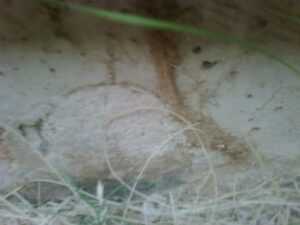 Termite Mud Tube on Foundation