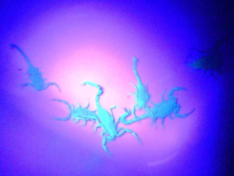 Six scorpions under a blacklight.