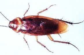 roaches sewer cockroaches pest roach exterminator