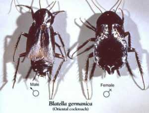 Side-by-side comparison of male and female Oriental Roach.