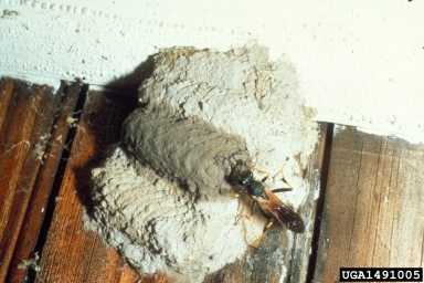 Mud Tubes - Termites or Mud Dauber Wasps | Responsible Pest Control AZ