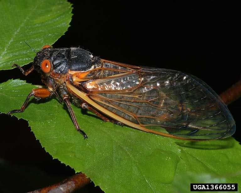 Close-up of a cicada on a leaf.