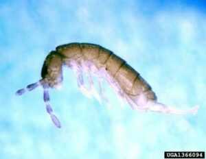 Springtail photo by Susan Ellis, Bugwood.org