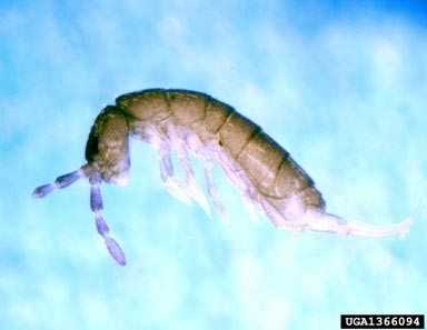 Springtails Exterminator - How To Identify & Get Rid Of Springtails