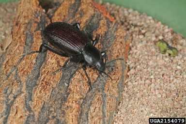 Pest Control for Beetles Phoenix AZ