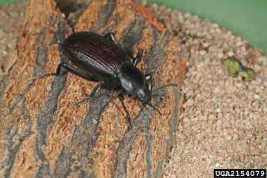 Beetles – AtoZ Pest Control