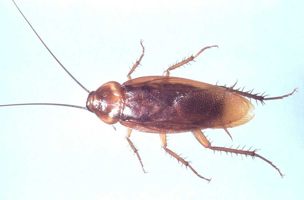 American Cockroach.