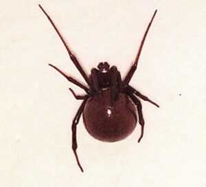 Black Widow Spider - By Jewls Huffaker San Tan Valley AZ