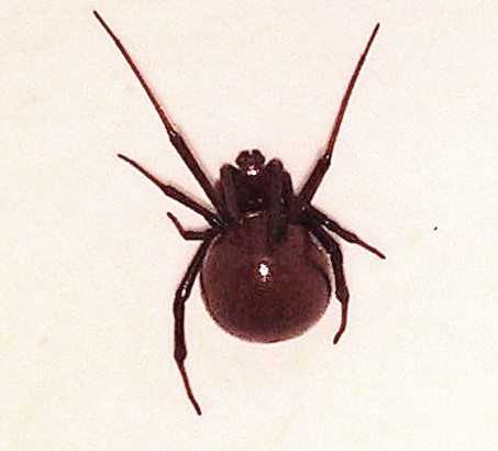 Black widow spider.