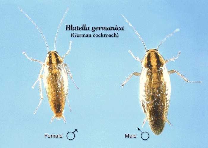 Side-by-side comparison of female and male German cockroach.