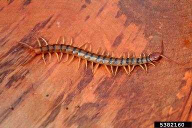 Close-up of a centipede.