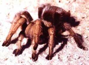 Close-up of a tarantula.