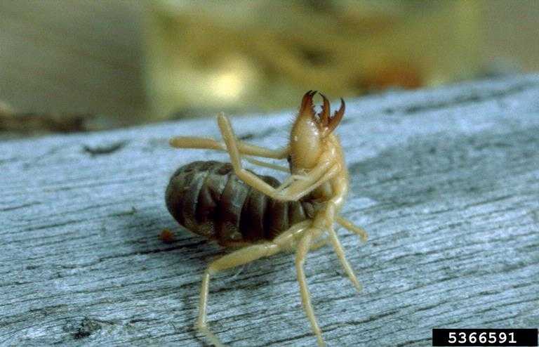 Sun Spider, Camel Spider, or Wind-Scorpion Solpugids Pest Control AZ