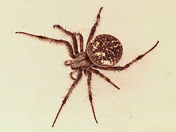 Spider: Neoscona oaxacensis - Western Spotted Orb Weaver