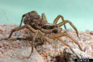 Wolf Spider, Female with young - Joseph Berger, Bugwood.org