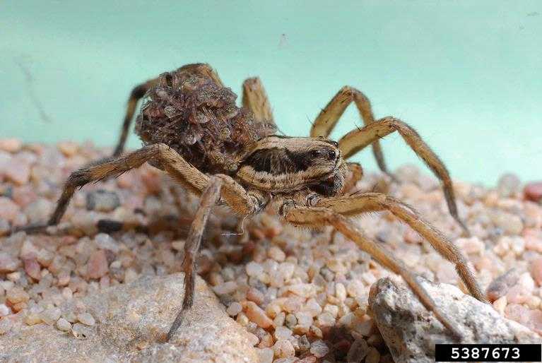 wolf spider