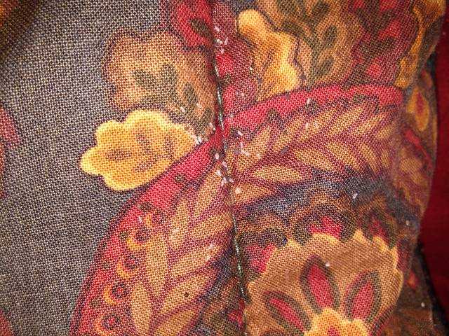 Bed bug eggs on cushion.