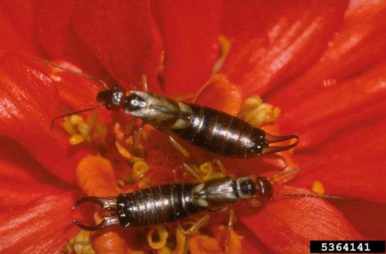 earwigs