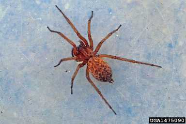 orange house spider