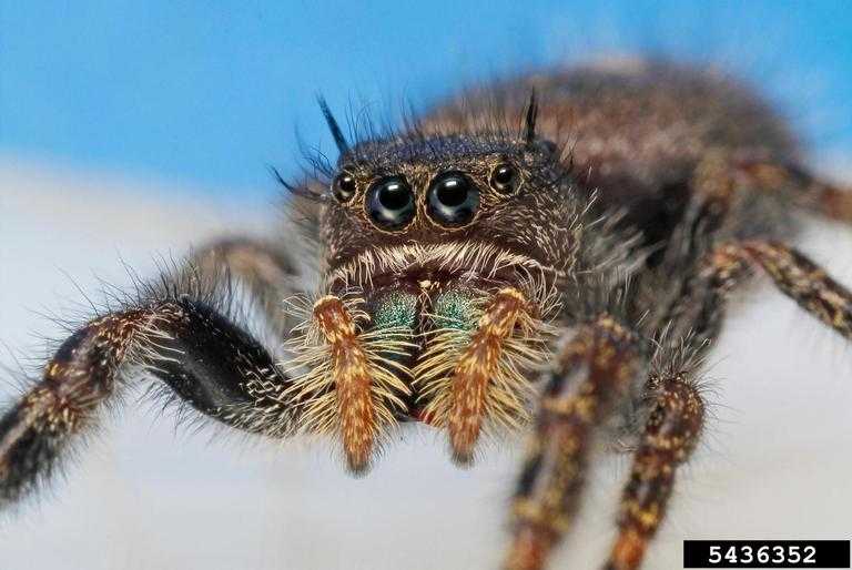 High resolution, close-up of a jumping spider.