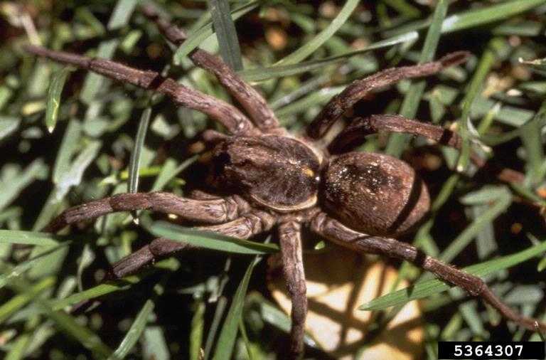 Wolf spider in grass.