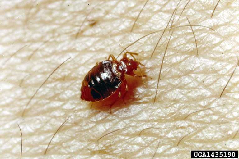 Bed bug crawling on human skin.