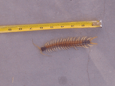 Centipede next to a tape measure