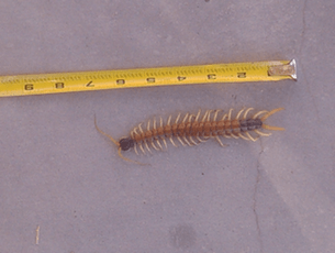 A 7 inch centipede by a tape measure.