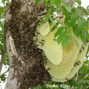 Honey Comb