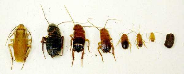 Turkestan Cockroaches