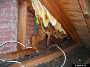 Bee Hive in Attic