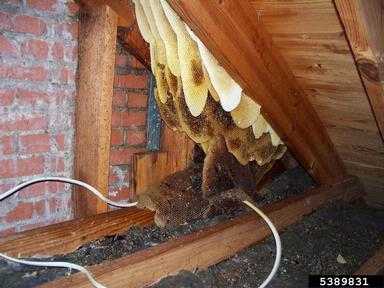 Large bee hive in attic beams.