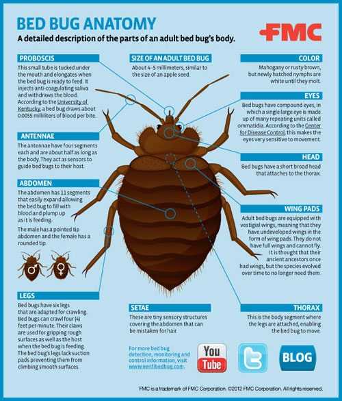 Anatomy of a bed bug infographic.