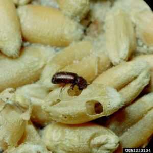 Lesser Grain Borer -Clemson University - USDA Cooperative Extension Slide Series, Bugwood.org