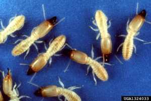 Subterranean Termites - USDA ARS Photo Unit, USDA Agricultural Research Service, Bugwood.org
