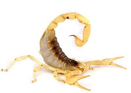 fountain hills scorpion pest control