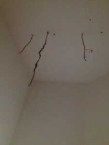 Termite "mud tubes" hanging from ceiling. 