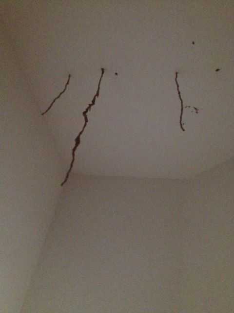 Termite "mud tubes" hanging down from ceiling. Pic by Emanuel Jara:)