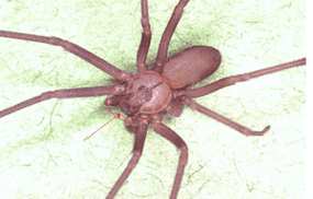 Close-up of a brown recluse spider.