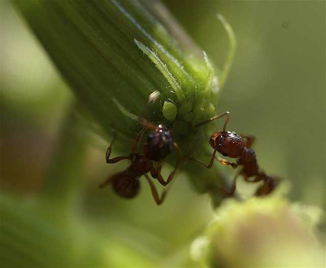 Fire Ants and Aphids by Kevin Prichard Photography