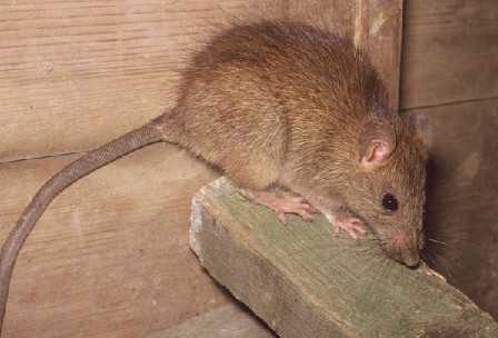 The Trick To Effective Rat Control In Queen Creek