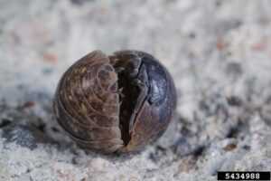 Pill Bug Joseph Berger, Bugwood.org