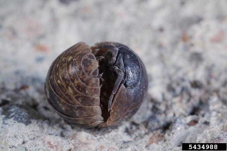 Close-up of a roly-poly.