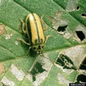 Elm Leaf Beelt Adult AZ